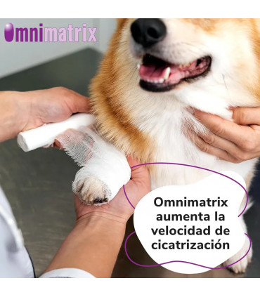 OMNIMATRIX Espuma Cicatrizante 250ml